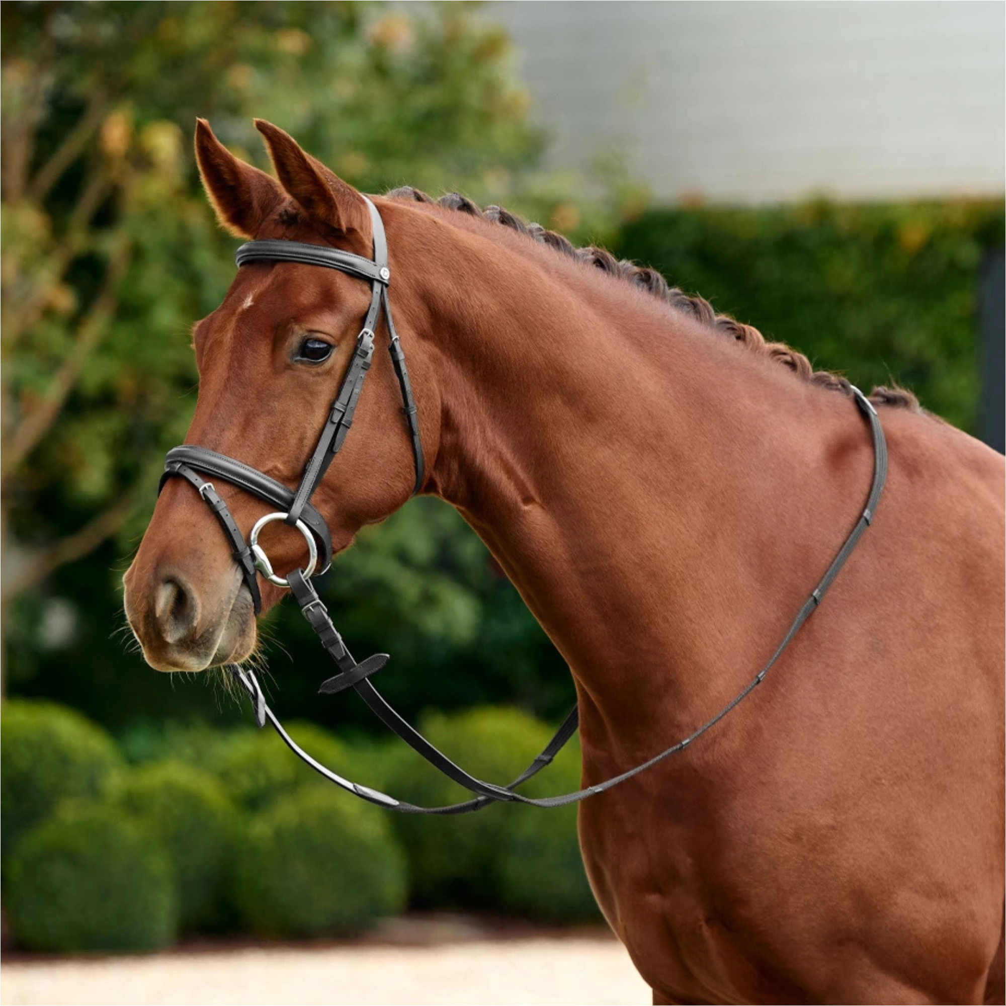 2026 Dublin Padded Flash Bridle 1031497 - Black